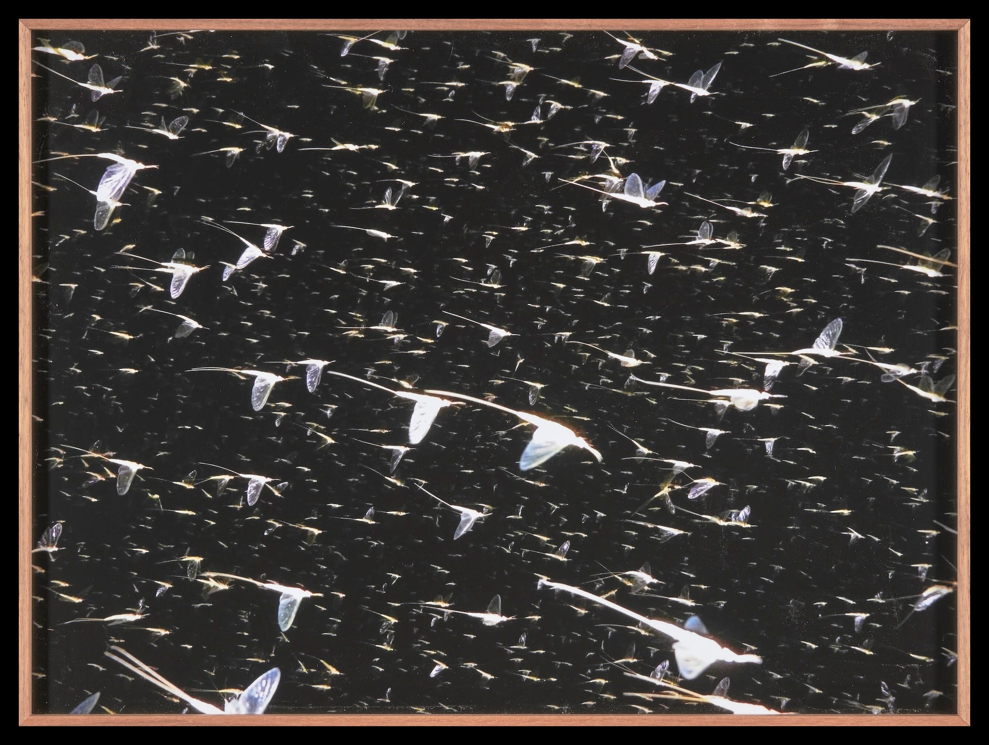 A moving group of insects on a dark background.