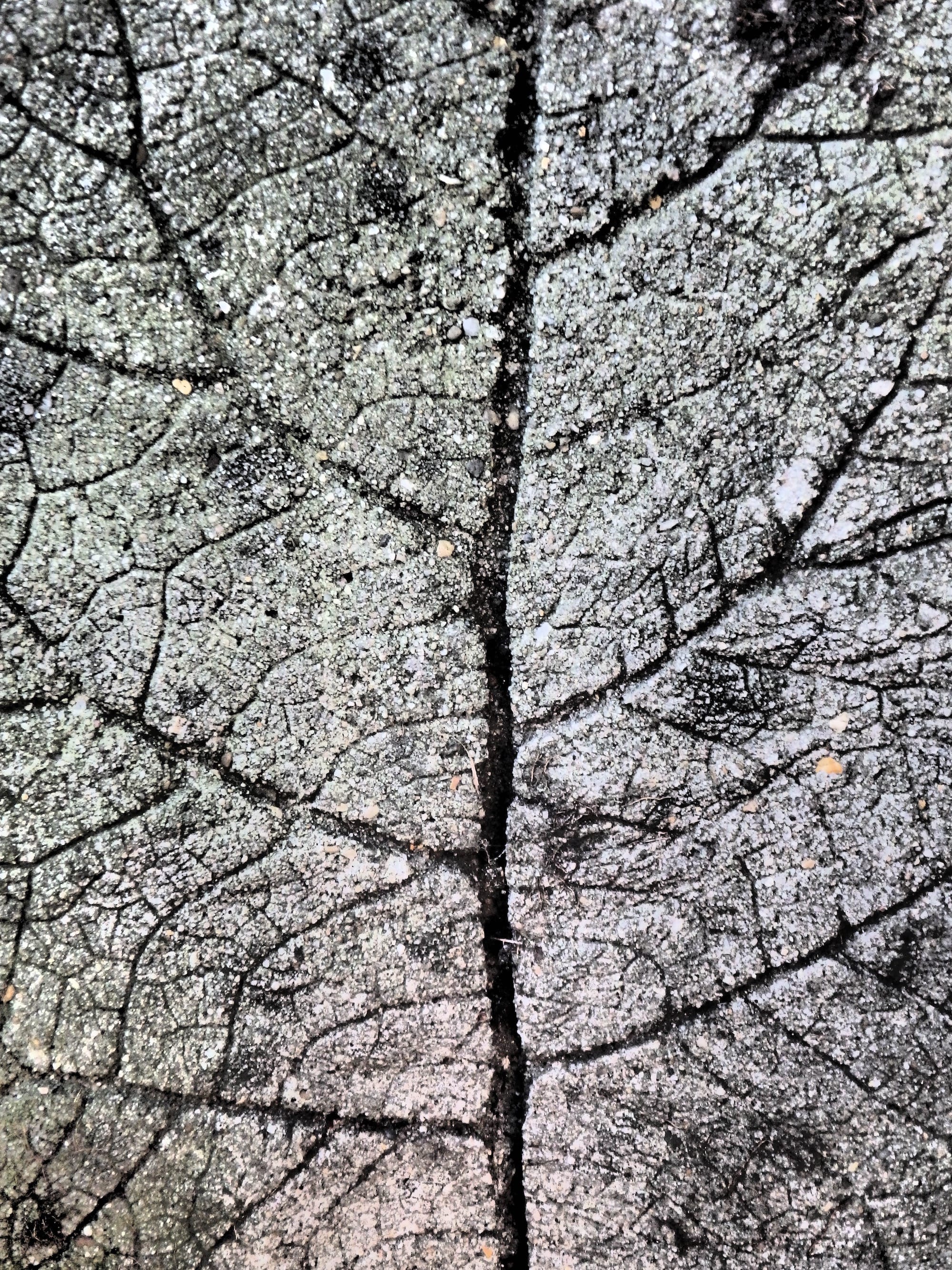 Close-up of a frozen leave