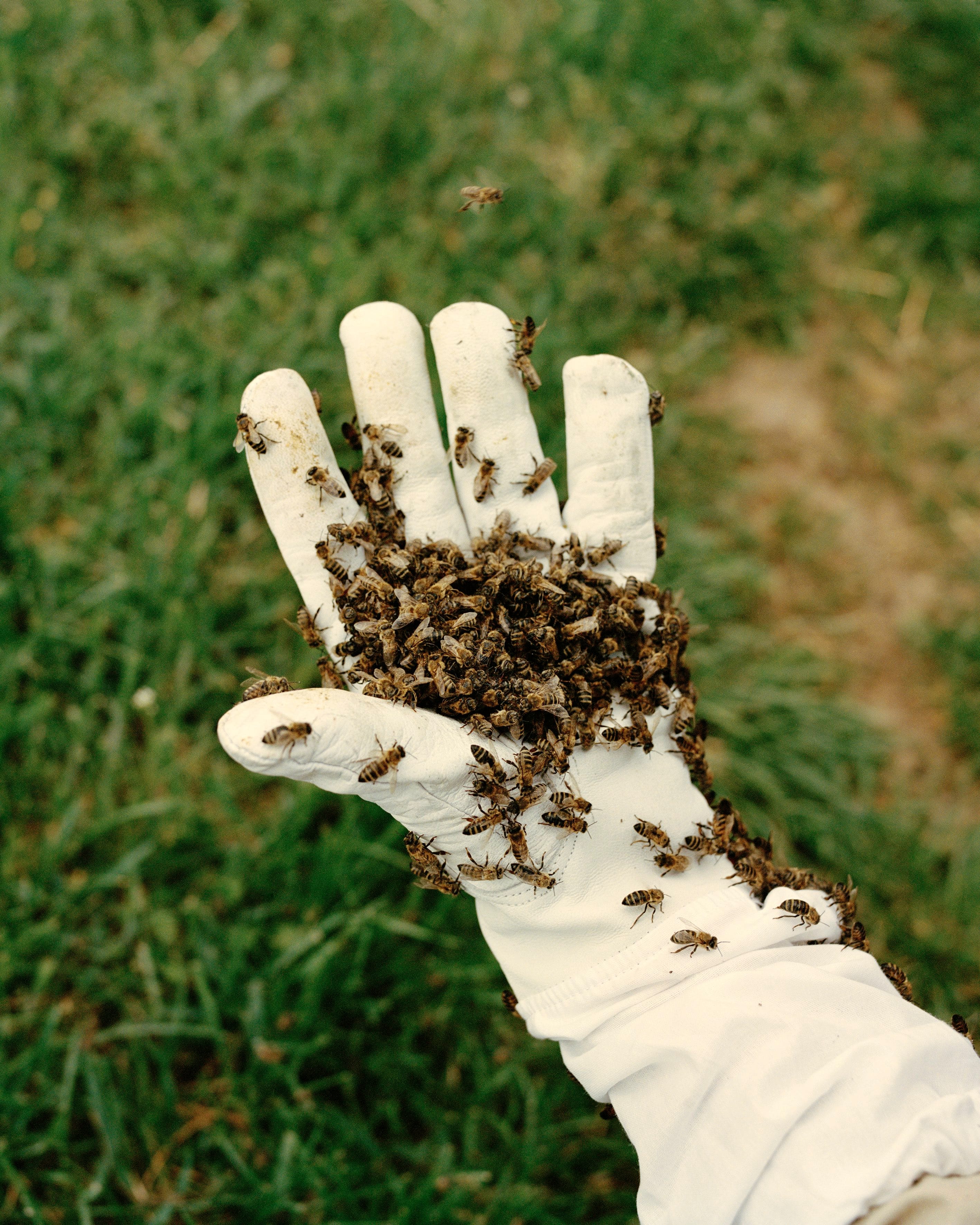 Image of a bee keeper's hand (wearing a white glove) with a swarm of bees