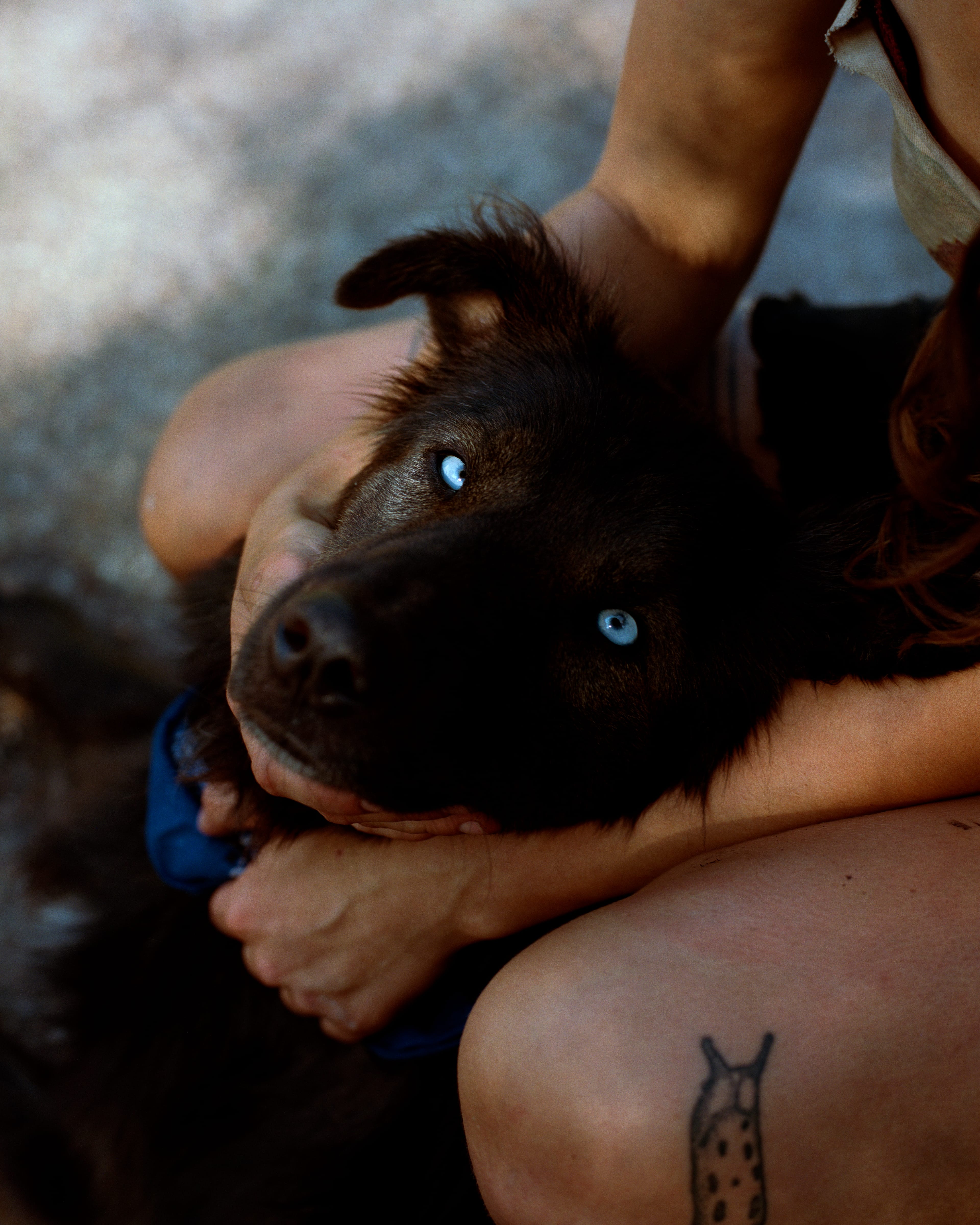 Sitting dog with blue eyes with arms around his neck